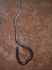 Rhinotyphlops lalandei