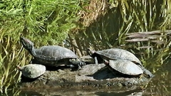 Trachemys scripta elegans