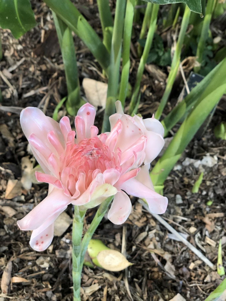 Torch ginger from Cairns QLD, Australia on July 12, 2018 at 0327 PM by