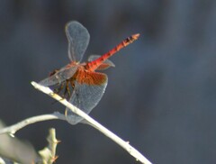 Erythrodiplax corallina