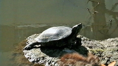 Trachemys scripta elegans