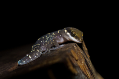 Pachydactylus oshaughnessyi