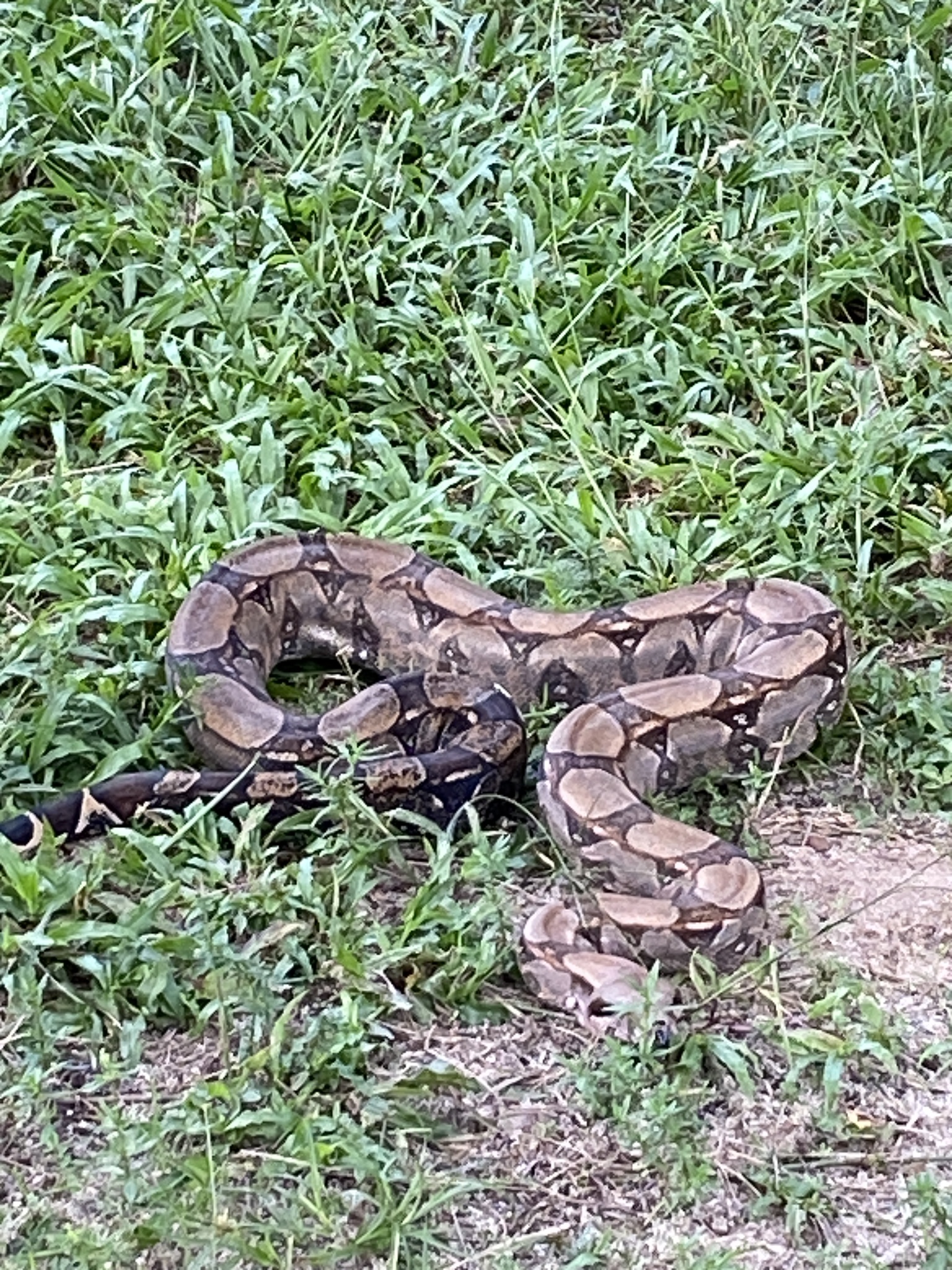 Boa constrictor Linnaeus, 1758