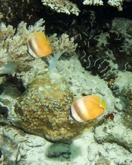 Chaetodon kleinii