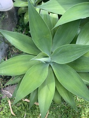 Agave attenuata