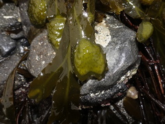 Fucus macroguiryi