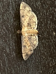 Nacoleia charesalis