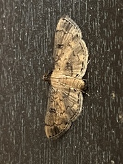 Nacoleia charesalis