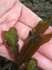 Fucus macroguiryi
