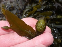 Fucus macroguiryi