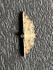 Nacoleia charesalis