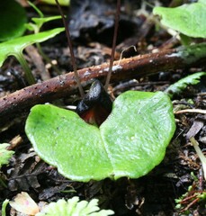 Corybas obscurus