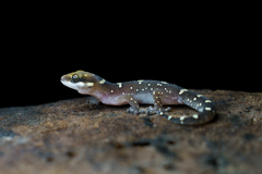 Pachydactylus oshaughnessyi