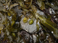 Fucus macroguiryi