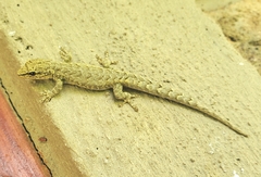 Lygodactylus
