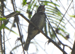 Sporophila frontalis