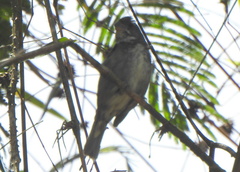 Sporophila frontalis