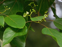 Hovenia dulcis