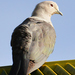 Grey Imperial Pigeon - Photo (c) Rackk67, some rights reserved (CC BY-SA)
