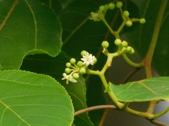 Hovenia dulcis