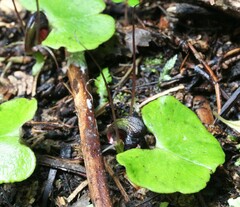 Corybas obscurus