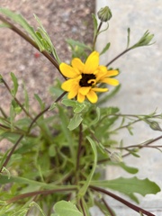 Dimorphotheca sinuata