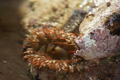 Bunodosoma californica