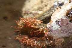 Bunodosoma californica