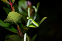 Philothamnus angolensis