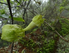 Trichosanthes bracteata