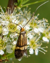 Nemophora congruella
