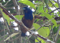 Euphonia pectoralis