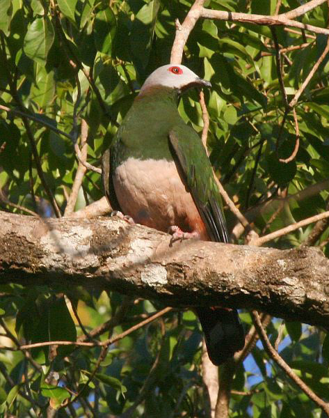 Pink-bellied Imperial-Pigeon photo