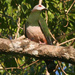 Pink-bellied Imperial Pigeon - Photo (c) NCCA Official, some rights reserved (CC BY-NC-SA)