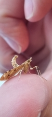 Leucinodes cordalis