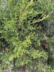Cupressus forbesii