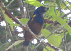 Euphonia pectoralis