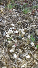 Peltigera rufescens