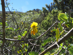 Sophora chrysophylla