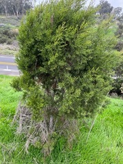 Cupressus forbesii