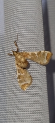Leucinodes cordalis