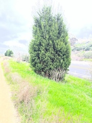 Cupressus forbesii