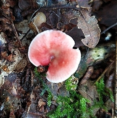 Russula