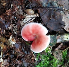 Russula