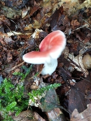 Russula