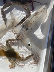 Doryteuthis opalescens