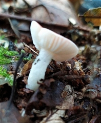 Russula