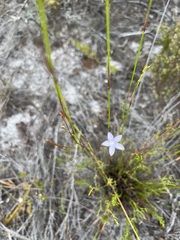 Prismatocarpus brevilobus