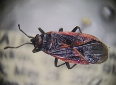 Melacoryphus admirabilis