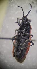 Melacoryphus admirabilis